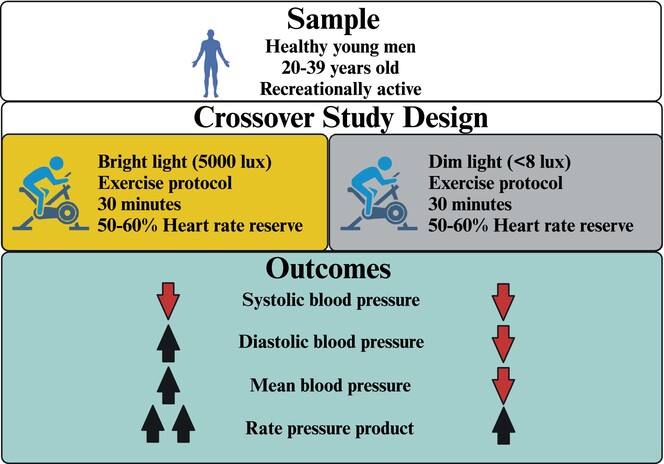 lcdebrito10's tweet card. Bright light exposure abolished the postexercise hypotension observed for diastolic and mean blood pressures (BPs) compared to dim light exposure. In addition, bright light promoted greater values...