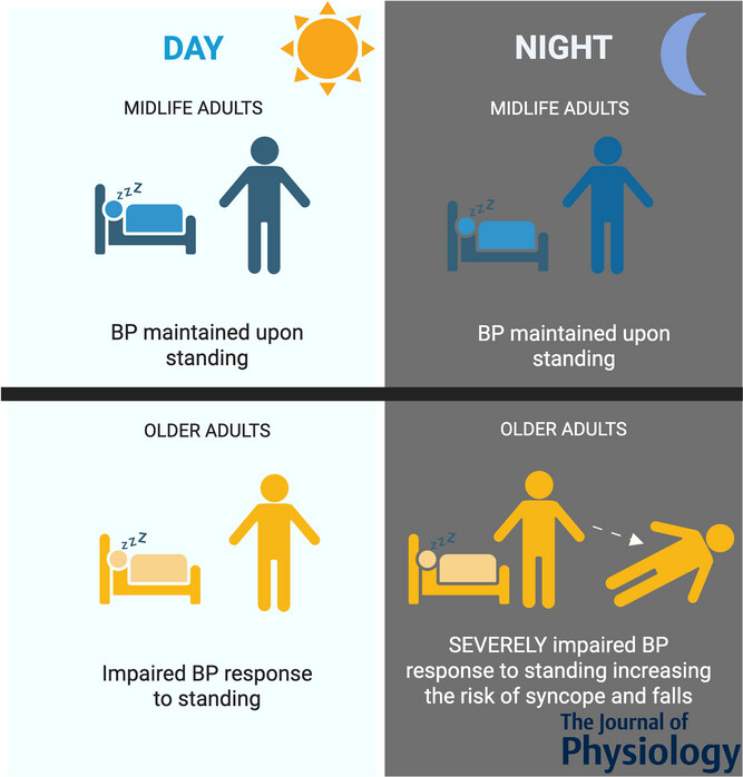 saurabhthosar's tweet card. Abstract figure legend Compared to midlife adults, older adults have an impaired blood pressure response to active standing. These differences are exacerbated during the night, which may increase...