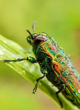 Shyamli_Kashyap's tweet card. Close up shot of the golden jewel beetle drenched in rain.