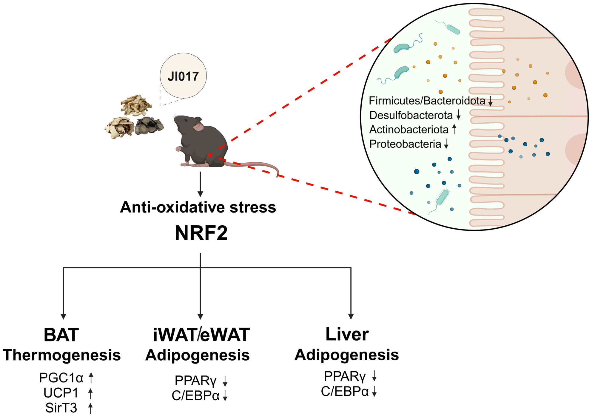 NatMed_Research's tweet card. The multi-herbal formula JI017, consisting of Angelica gigas, Zingiber officinale , and Aconitum carmichaeli, alleviates high-fat diet-induced non-alcoholic fatty liver disease by activating the...