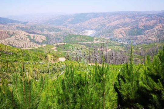 CodeXverde's tweet card. Grupo de investigadores publica el libro “Guía de buenas prácticas para el uso sustentable de árboles introducidos en Chile”.