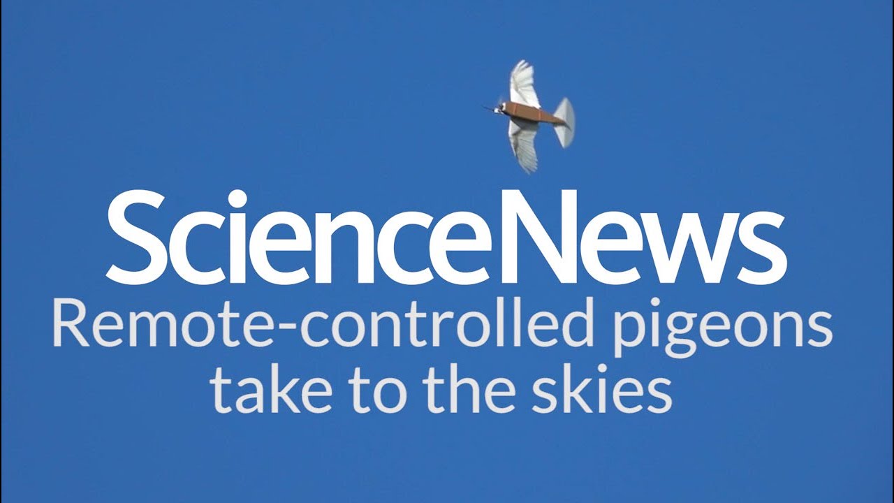 Solutions_Cubed's tweet card. Remote-controlled pigeons take to the skies | Science News