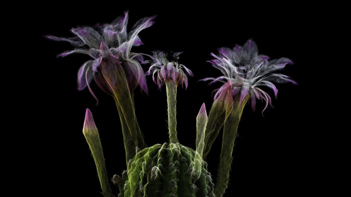 elepiech's tweet card. ScanLAB’s pictures of decaying desert succulents are able to capture a landscape in ways the human eye cannot