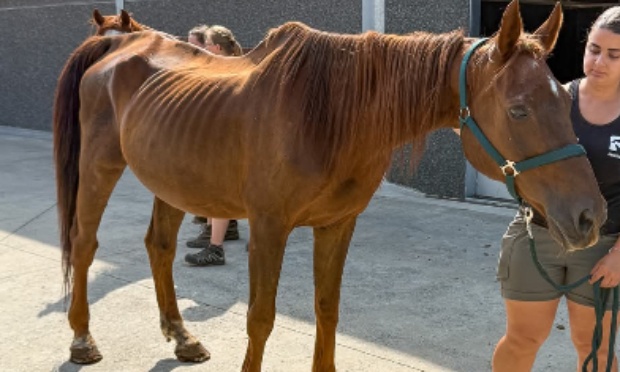 PhilippeB141's tweet card. Animaux - Signez la pétition : Afin qu'une éleveuse ne puisse plus avoir d'animaux !