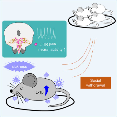 CellCellPress's tweet card. During sickness, animals exhibit prolonged social withdrawal, a response that may limit disease spread. Elevated IL-1β levels during inflammation activate IL-1R1-expressing neurons in the dorsal...
