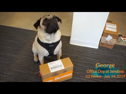 rudeegraap's tweet card. National Dog Day: Sendoso Reviews Read by Office Dogs