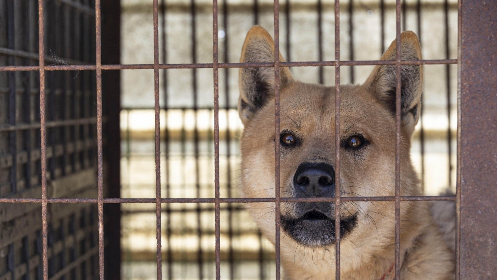 SimonCowell's tweet card. Humane World for Animals (formerly the Humane Society of the United States). We're a global leader in animal welfare, working to end animal suffering and promote compassionate living.