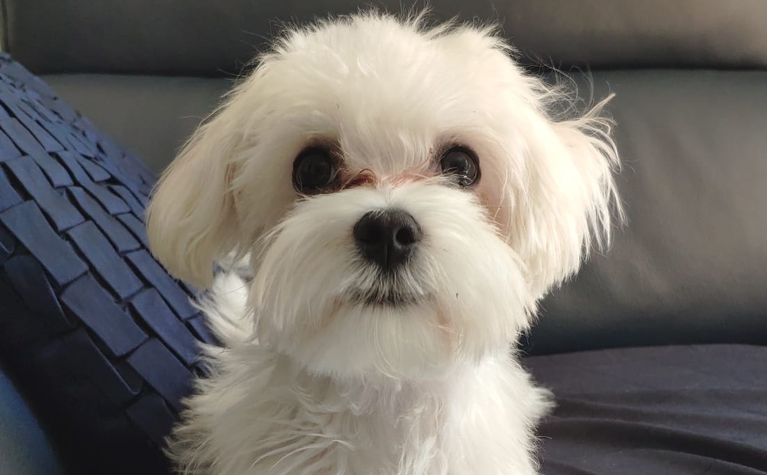 danielsenderos's tweet card. La mayoría de los perros modernos tienen antepasados lobos detectables que han moldeado las características y la evolución de esos animales.