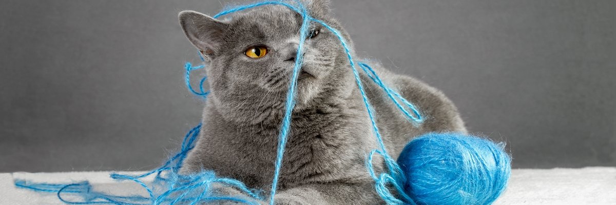 ComputerWeekly's tweet card. Vet bills are skyrocketing. But preventative pet care using advances in AI and IoT could help pet parents understand their furry friends better