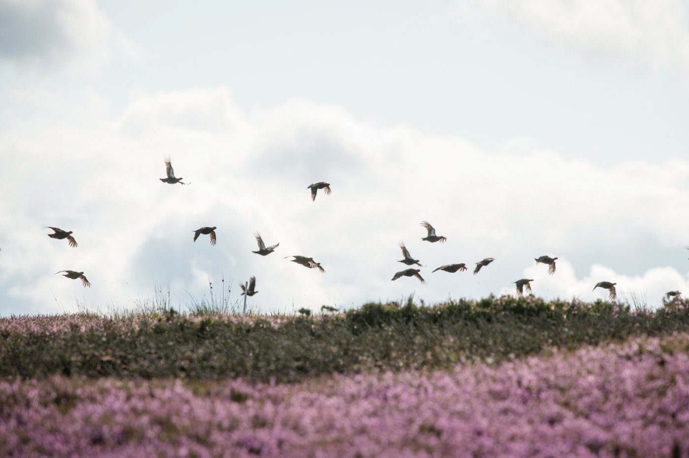 CA_TimB's tweet card. Chief Executive of the Countryside Alliance, Tim Bonner, writes for the Shooting Times on the politics posing a threat to moorland management.