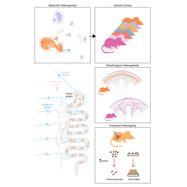 CellCellPress's tweet card. Developing genetic access to transcriptionally distinct enteric neurons in vivo enables the examination of morphological heterogeneity across cell types as well as cell-type-specific influences on GI...