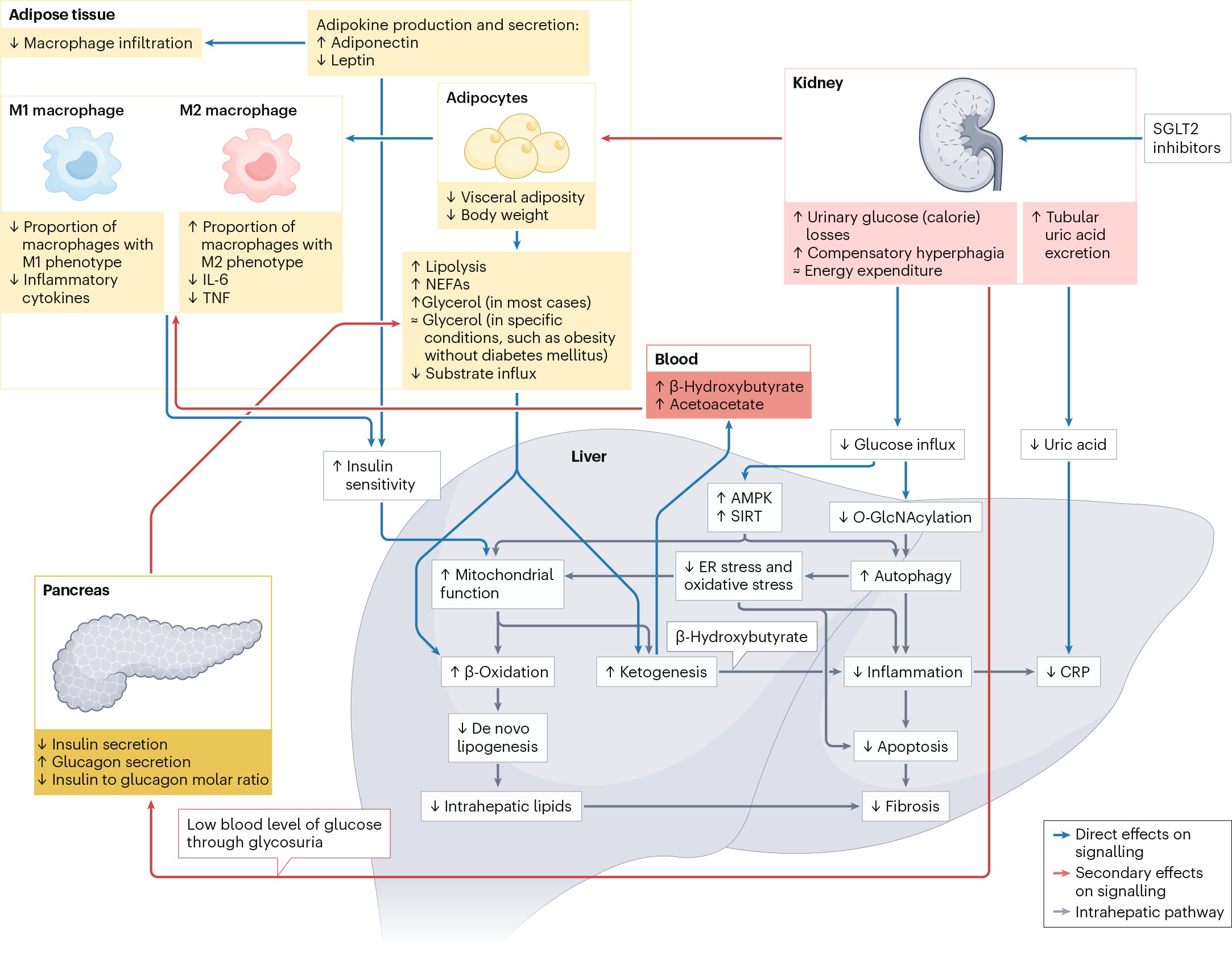 jakekellymd's tweet card. Nature Reviews Endocrinology - In the past decade, the therapeutic scope of sodium–glucose cotransporter 2 (SGLT2) inhibitors has expanded beyond glycaemic regulation in the management of...