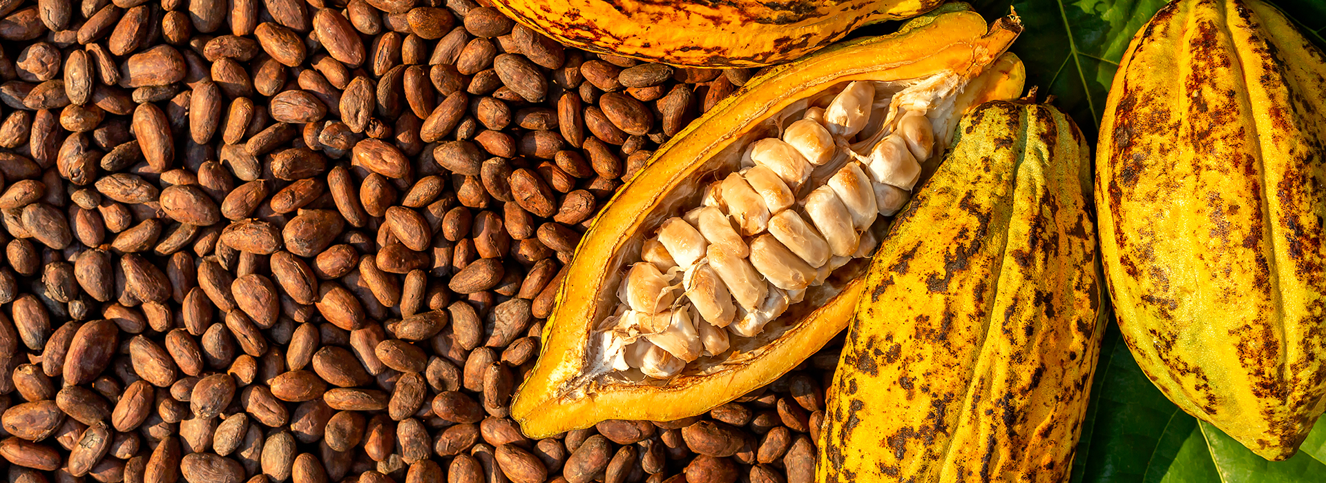 consultdss's tweet card. A London-based PE firm faced cacao supply risks due to climate change. dss⁺ delivered analysis and strategies to mitigate impacts.