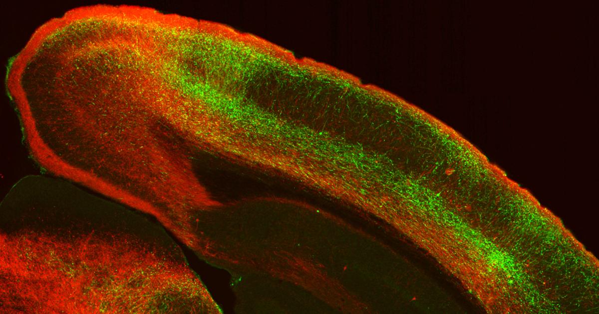 MIT_Picower's tweet card. A new MIT study illustrates how areas within the brain’s executive control center tailor their messages in specific circuits with other brain regions to influence them with information about behavior...