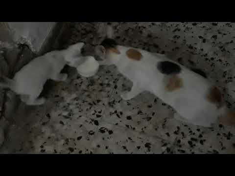 AmsaGuide's tweet card. Mayyas Cats " True Story " Part 9