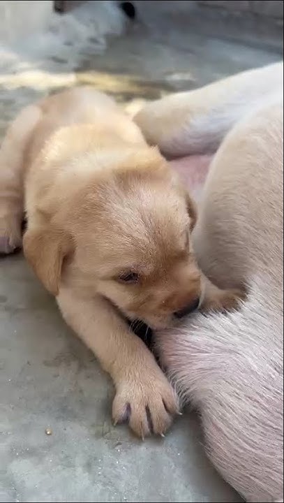 AmsaGuide's tweet card. Amazing Hungry Puppy ! Subscribe & Share #shorts #puppy #puppyvideos...