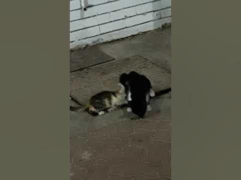 AmsaGuide's tweet card. Cat mother is looking for food, but what does the father do ?!