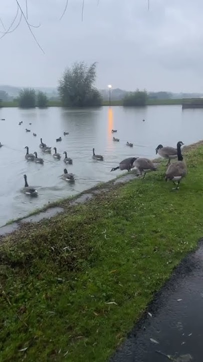 AmsaGuide's tweet card. Swimming Time for Lovely Ducks ! #subscribe #ducks #shorts #netherl...