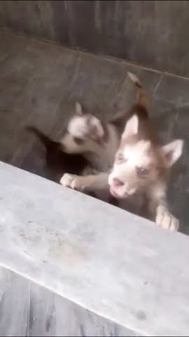 AmsaGuide's tweet card. Puppies Looking for their Mother ! Subscribe & Share #shorts #sadpu...