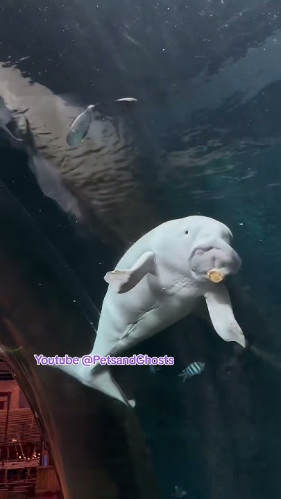 AmsaGuide's tweet card. Amazing Sea Calf ! #subscribe Please #seacalf #shortvideo #aquarium...