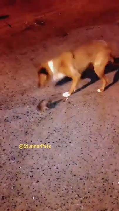 AmsaGuide's tweet card. Reckless & Very Hungry Dog ! Subscribe & Share #shorts #dog