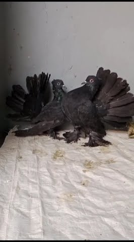 AmsaGuide's tweet card. Big Black Pigeon ! Subscribe Please #viral #chicken #birds #blackch...