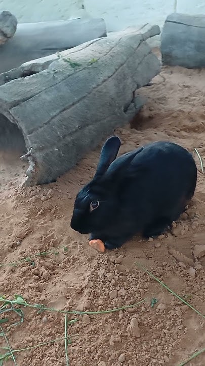 AmsaGuide's tweet card. Funny Big Rabbit Eating ! #subscribe Please #shorts #rabbit #rabbits