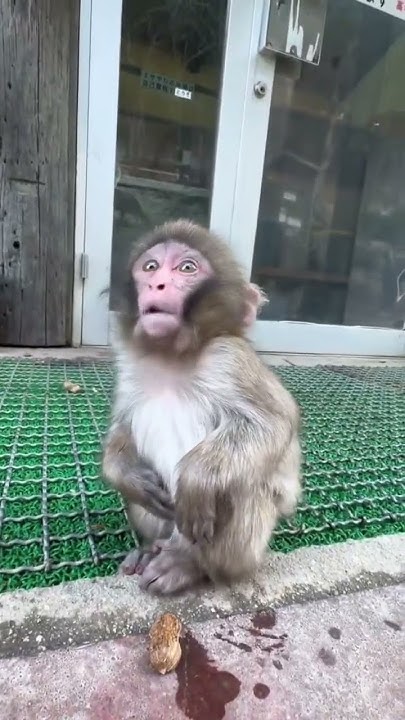 AmsaGuide's tweet card. Funny Monkey ! #StunnerPets #ytshorts #monkey #monkeybaby