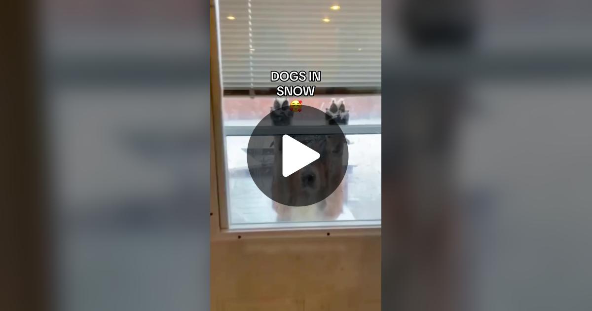 HollyBa82313382's tweet card. 123.1K likes, 2880 comments. “Dogs in the snow to make you smile today 🥰”