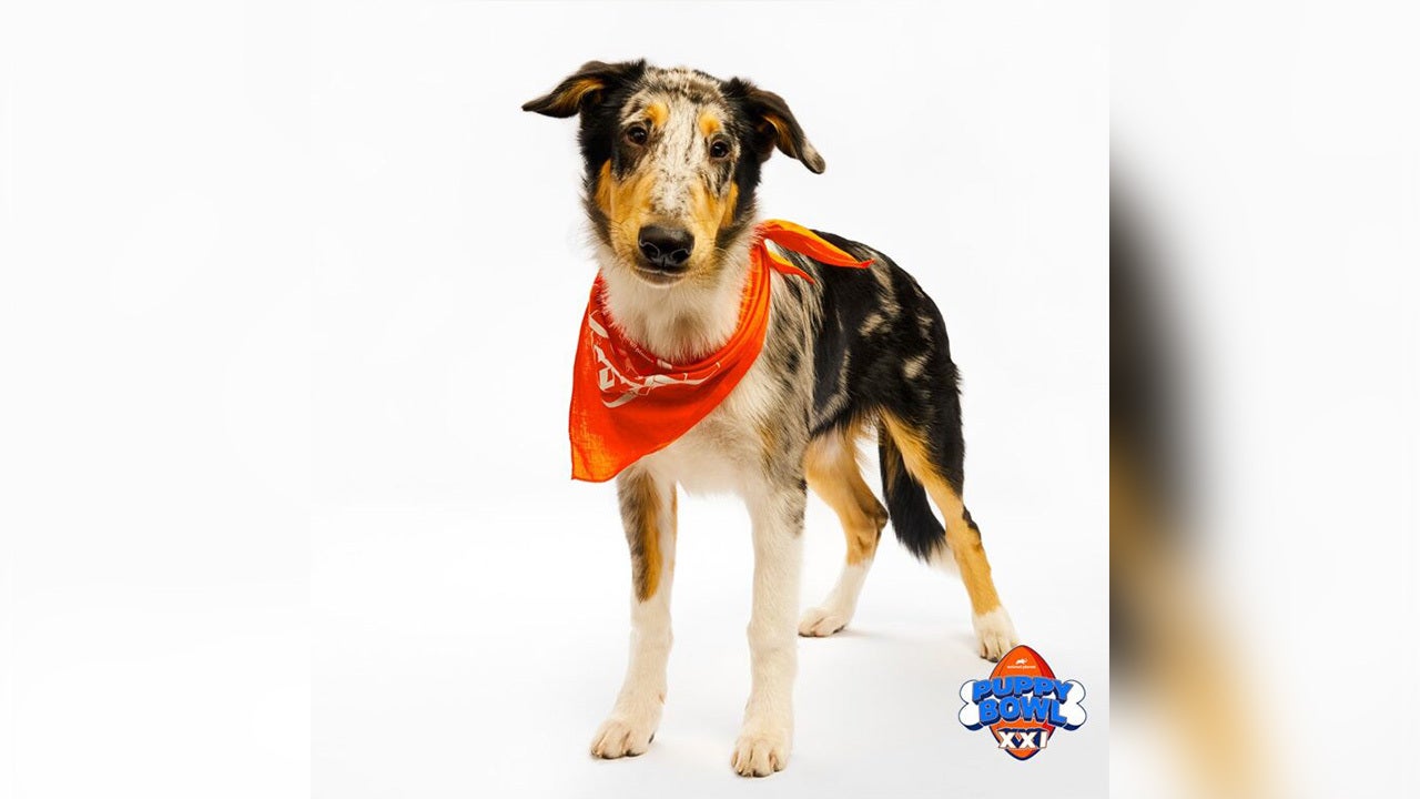 FOX9's tweet card. A Minnesota dog earned the top individual honor at the Puppy Bowl on Sunday.