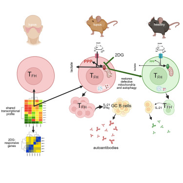 CellReports's tweet card. Choi et al. show that pharmacologically restricting glycolysis improves the cellular, transcriptional, and metabolic machinery in murine lupus TFH cells. Transcript overlaps between TFH cells from...