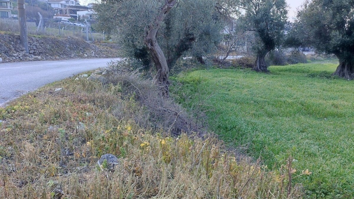 glysrc's tweet card. Urla sokaklarında otlarla zehirsiz mücadele istiyoruz! #zehirsizurla için imzanı at.