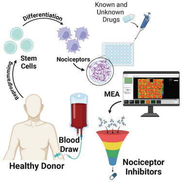 AnatomicTech's tweet card. Fofie et al. present a high-content screening platform using hiPSC-derived nociceptors cultured on multi-well multielectrode arrays to identify peripheral analgesics with diverse mechanisms of...