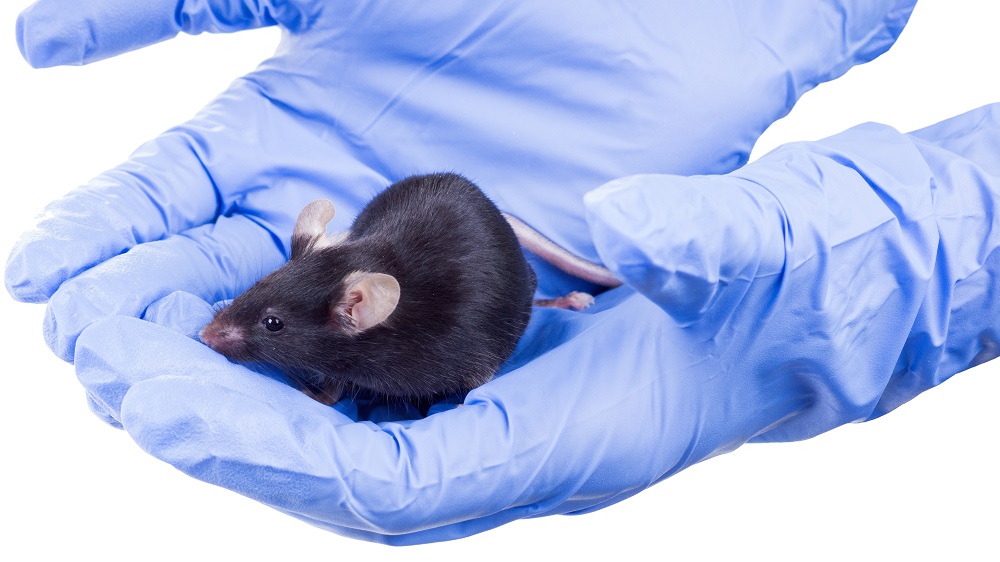 SignalStartup's tweet card. The Conboy lab in Berkeley has discovered a treatment combination that greatly extends lifespan in old male mice and published its findings in Aging. […]