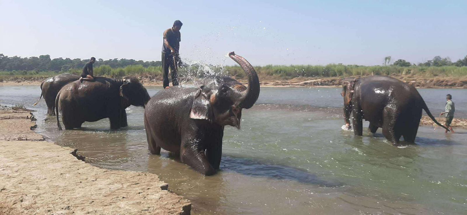 amymsquires's tweet card. Rajendra Acharya, Chitwan : The popular Elephant Bathing Program, a key tourist attraction in Sauraha, has officially resumed. The program has been relaunched under the leadership of the United Ele…