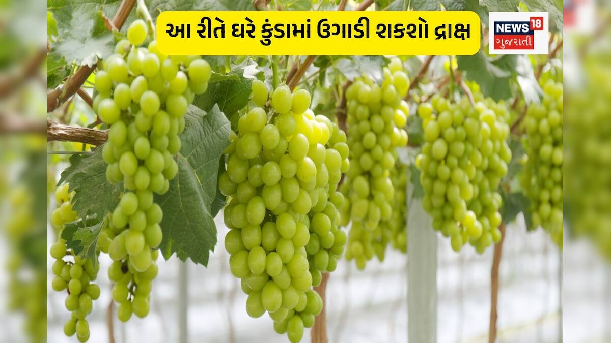 News18Guj's tweet card. જો તમને ફળ ખાવાનો શોખ હોય તો ઘરમાં દ્રાક્ષ ઉગાડવી એક શાનદાર રીત છે. દ્રાક્ષ સ્વાદિષ્ટ હોવાની સાથે સાથે ઓછી જગ્યામાં આસાનીથી ઊગી જાય છે. બસ થોડી દેખરેખ અને છોડની જરૂરિયાત સમજીને તમે બાલ્કની, ટેરેસ...
