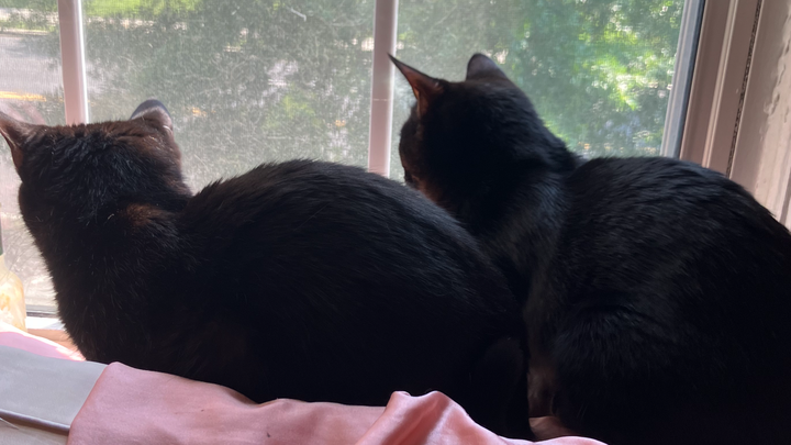 ohMYkennie's tweet card. My name is Kennie, and I'm an artist who lives for my animals. My 31 year… Akenya Phillips needs your support for Help Kennie and Her Cats Avoid Homelessness