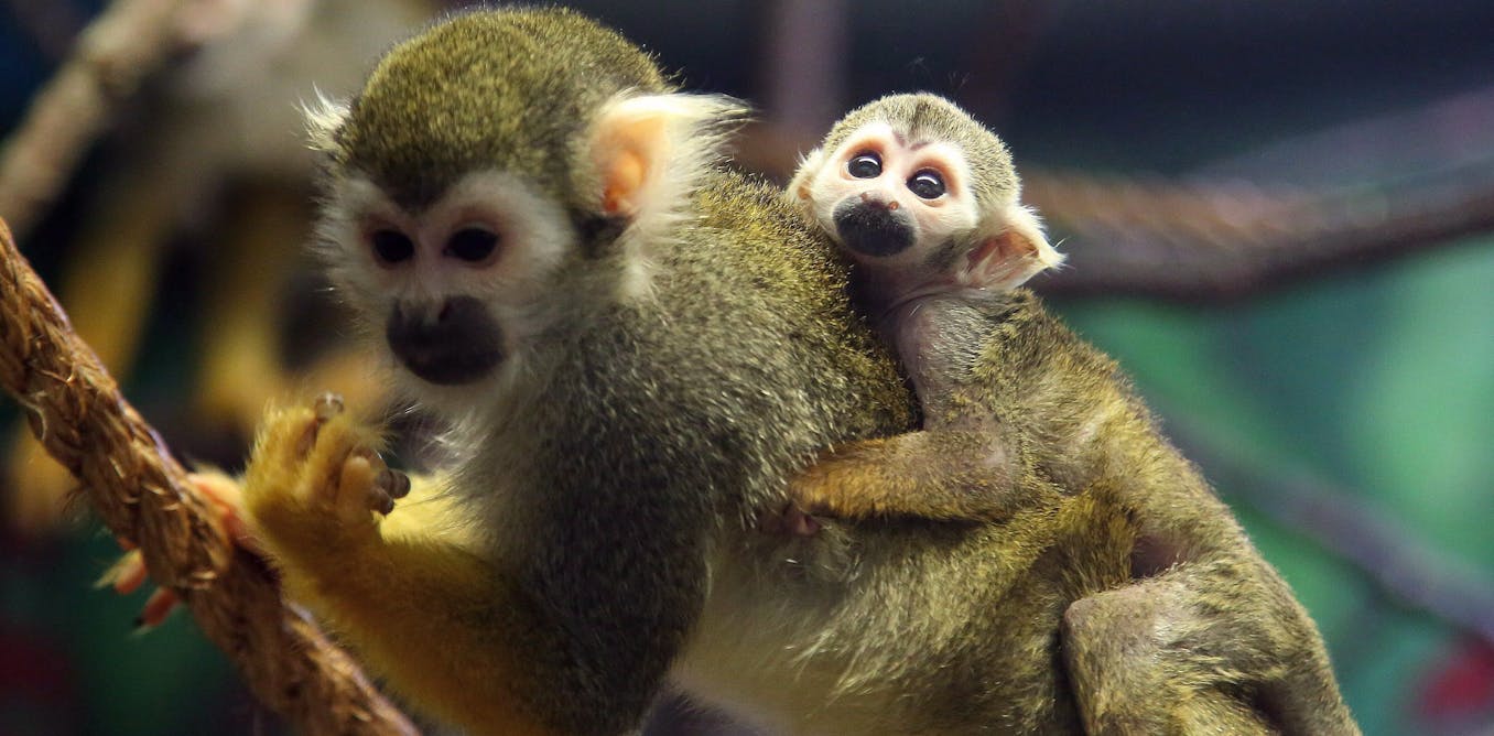 dereckbeverly's tweet card. Illegal wildlife trade is one of the largest criminal activities in the world and some black markets are growing each year. Canada’s response remains inadequately prioritized and under-resourced.