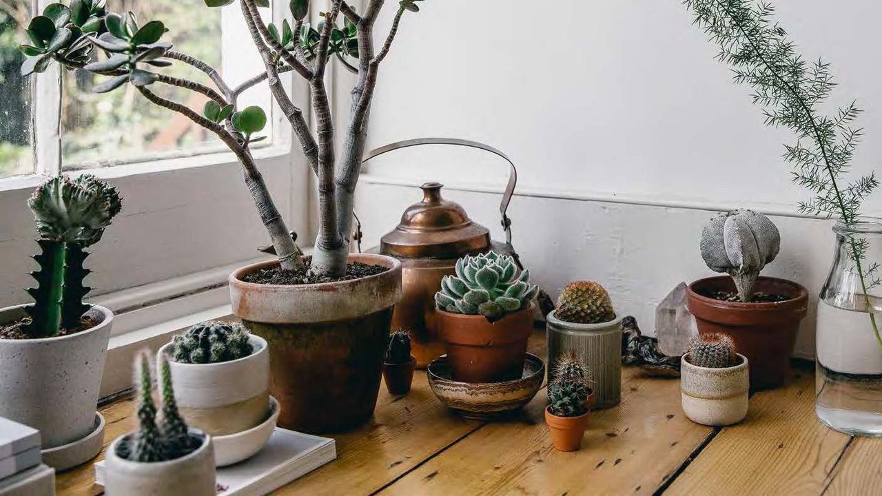 ArchDigest's tweet card. Succulents are the ideal houseplant, especially if you don’t have a green thumb. Learn how to care for them and keep your plants alive and thriving