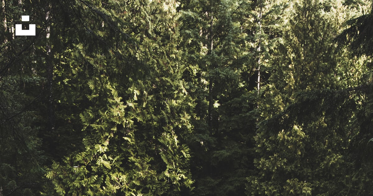 deletec1's tweet card. Liam Simpsonが撮影したこの写真をUnsplashでダウンロードする