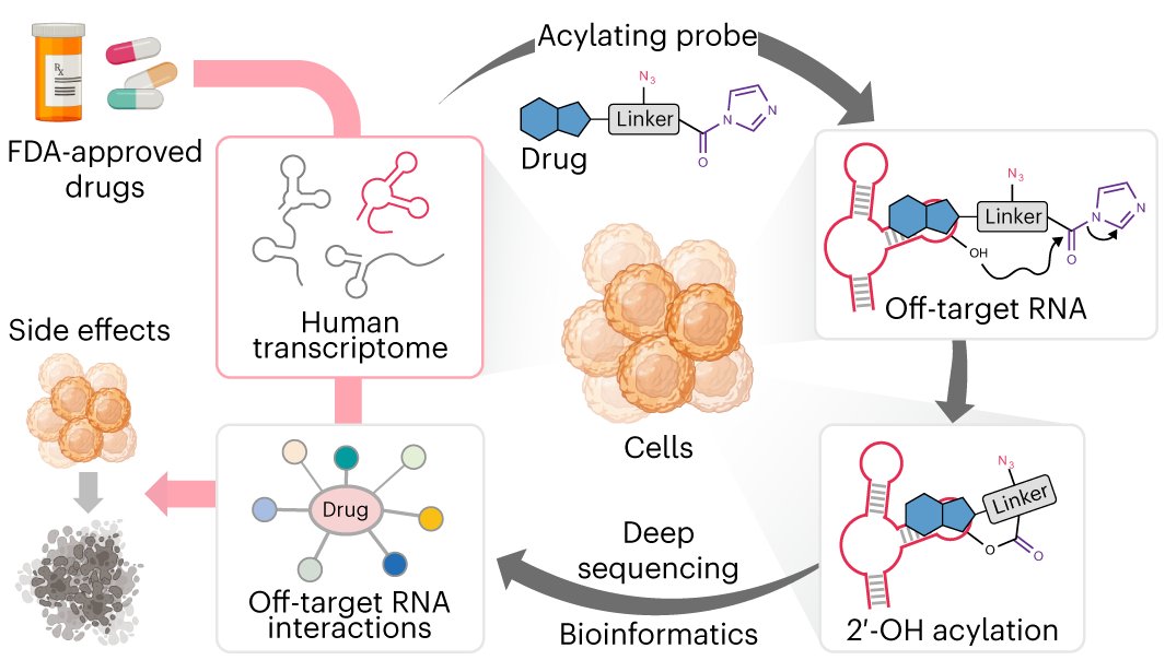 linglan_fang's tweet card. Nature Chemistry - Now a reactivity-based RNA profiling strategy can measure the global off-target transcriptome interactions of small-molecule drugs at single-nucleotide resolution. Using this...