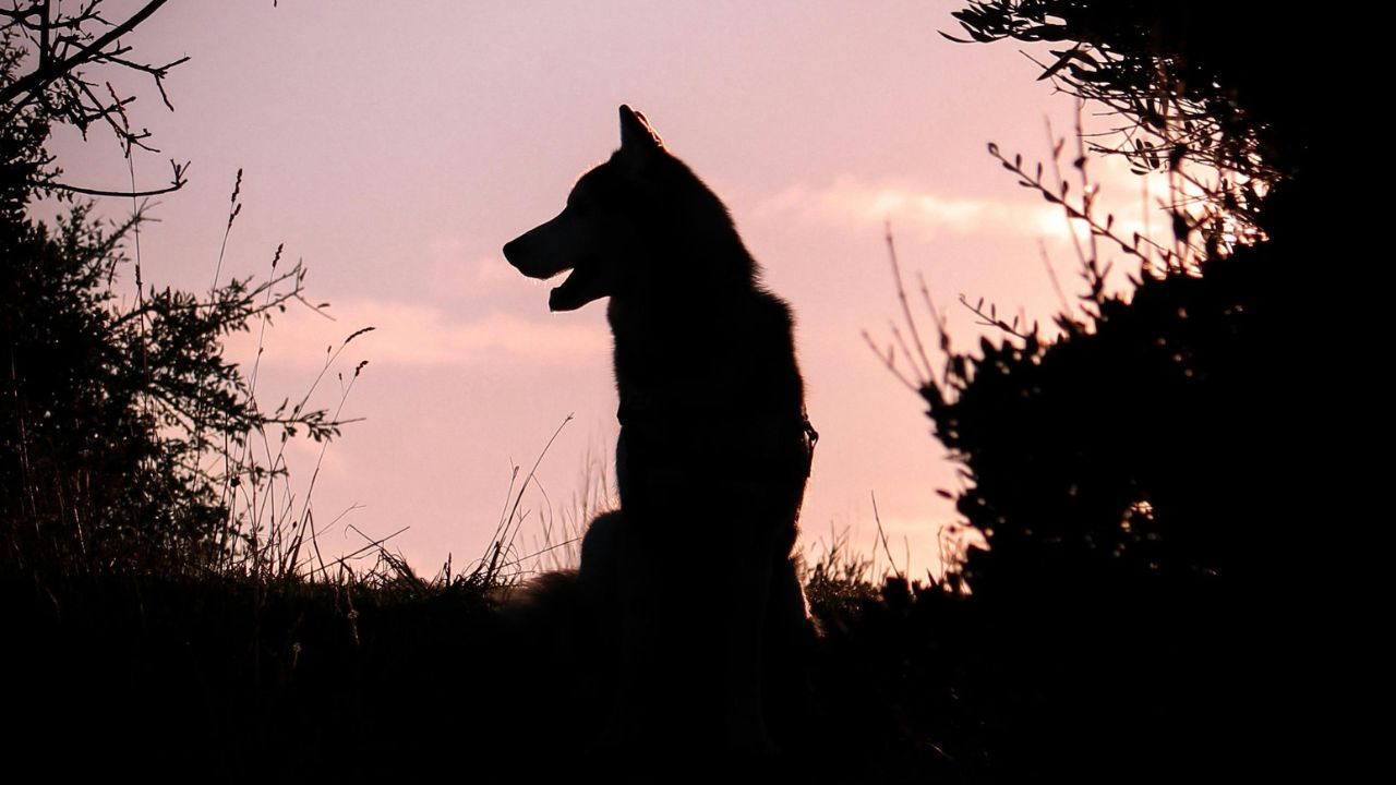 Bonsfluidos's tweet card. Estudo revela que a maioria raças de cães têm DNA de lobo; entenda como essa herança afeta o comportamento e a evolução desses animais