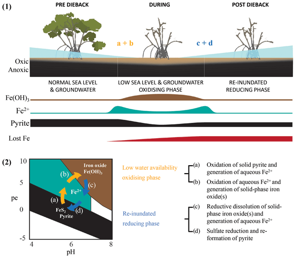 Dr_Damo77's tweet card. Abstract. A massive mangrove dieback event occurred in 2015–2016 along ∼1000 km of pristine coastline in the Gulf of Carpentaria, Australia. Here, we use sediment and wood chronologies to gain...