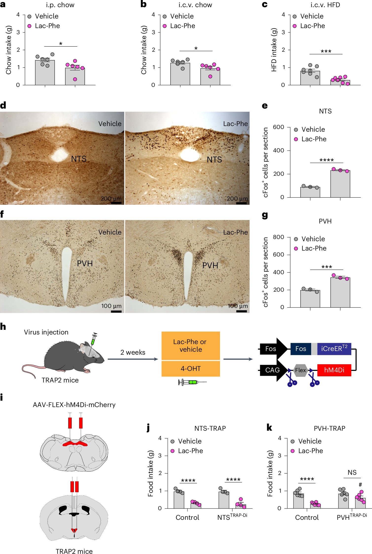 NatMetabolism's tweet card. Nature Metabolism - This study reveals neuronal targets of Lac-Phe in the hypothalamus that mediate its suppression of food intake.