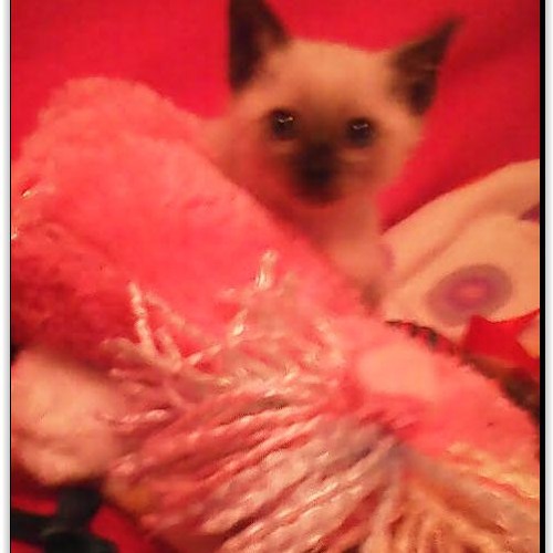 DollyDemeli's tweet card. JOY RIDE and JOY TRACKS!