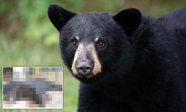 BoSnerdley's tweet card. As many as 172 black bears are at risk of death in Florida after a judge approved a controversial wildlife action this year.