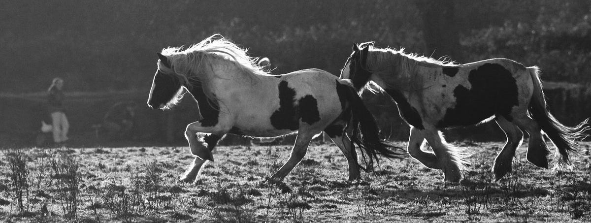 chasdevs's tweet card. If you’re running a Nodejs process on dedicated servers and not using all of the available CPUs, adding less than 20 lines of code could…