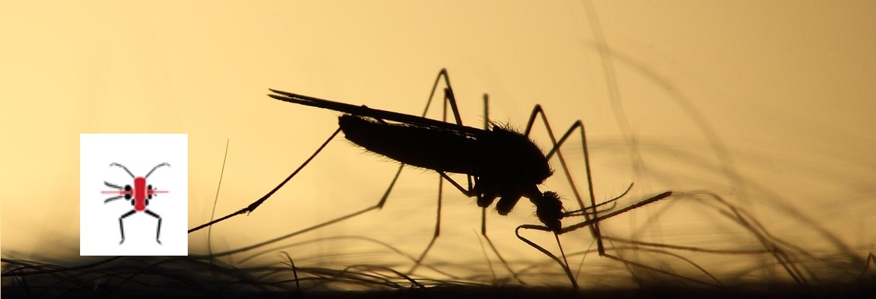 bugbittentweets's tweet card. Aedes mosquitoes and Anopheles mosquitoes decide whether to take a blood meal based on chemicals in your blood.