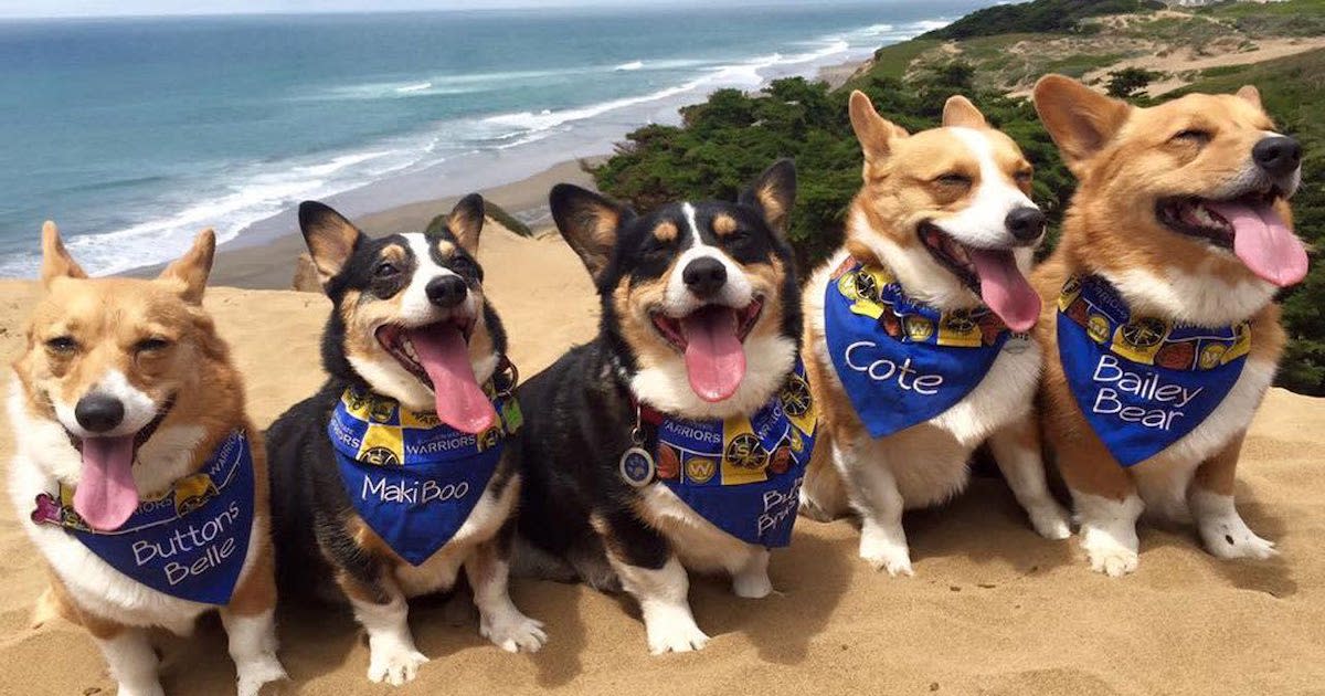 DoTheBay's tweet card. Check out Corgi Con 2023 at Alameda County Fairgrounds in Pleasanton on September 16, 2023 and get detailed info for the event - tickets, photos, video and reviews.