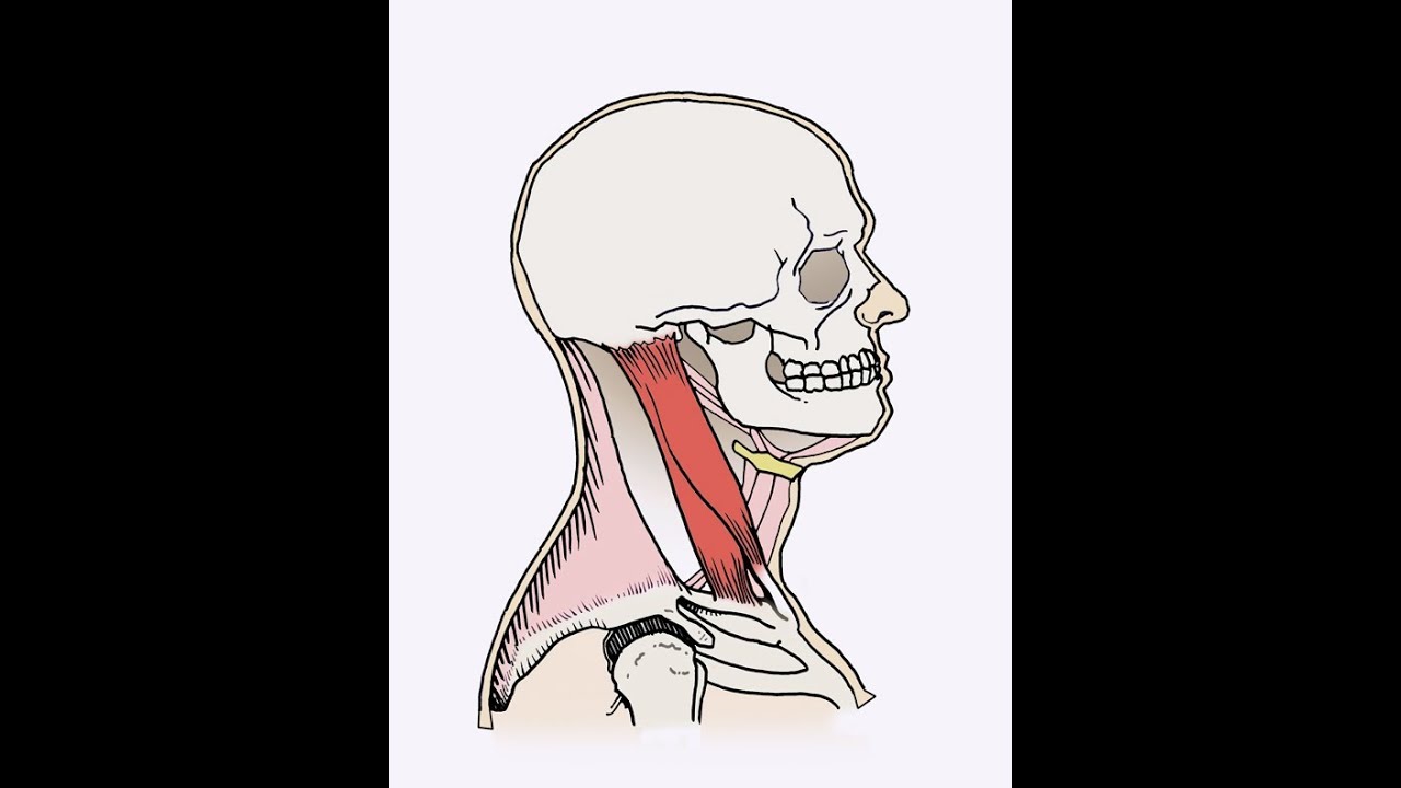 podlasko's tweet card. Sternocleidomastoid (SCM) exercise
